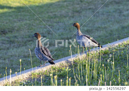 Two Wood Ducks standing on a concrete wall near a grassy field 142556297
