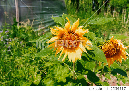 Bright sunflower growing under warm summer sunshine outdoors Bright sunflower growing under warm summer sunshine outdoors 142556517