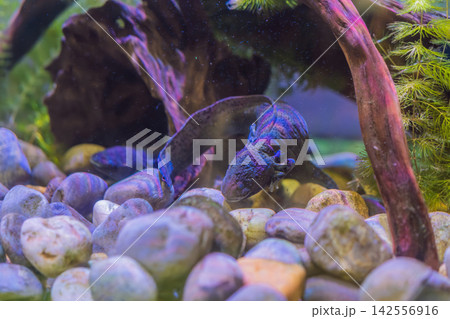 Several axolotls rest and swim among stones in freshwater aquarium, showing endangered species, amphibian biology and conservation education concept 142556916