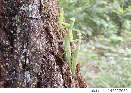 カマキリ カマキリ 142557623