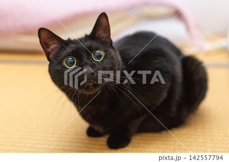 黒猫 黒猫 142557794
