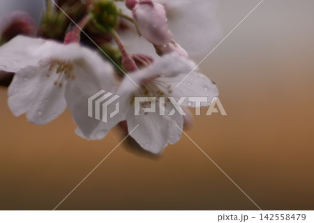 雨に濡れた桜 142558479