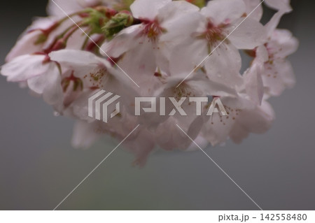雨に濡れた桜 雨に濡れた桜 142558480