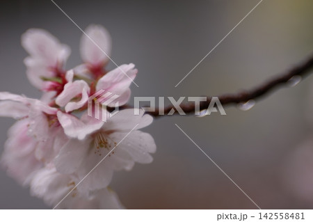 雨に濡れた桜 雨に濡れた桜 142558481