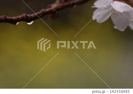 雨に濡れた桜 雨に濡れた桜 142558485