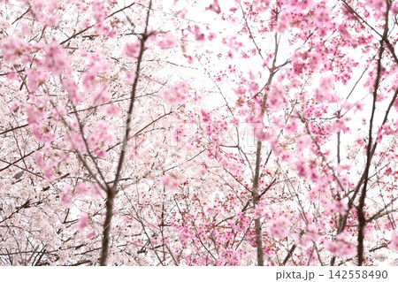 桜の花びら 桜の花びら 142558490