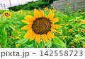 夏空の下で鮮やかに咲くひまわりの花 142558723