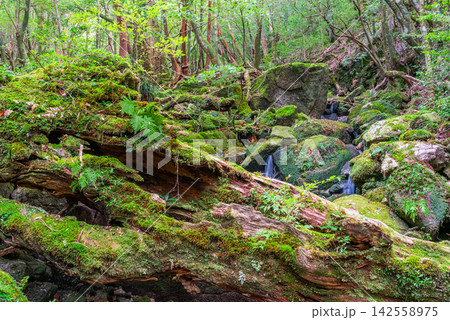 屋久島白谷雲水峡 苔むす森(秋 屋久島白谷雲水峡 苔むす森(秋 142558975