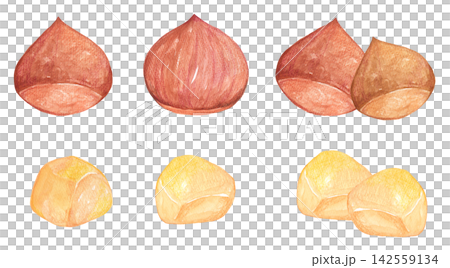Illustration of chestnut drawn in watercolor 142559134