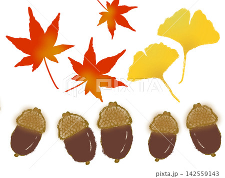 紅葉したモミジとどんぐりとイチョウ　秋 142559143