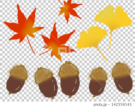 紅葉したモミジとどんぐりとイチョウ　秋 142559143