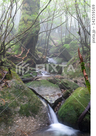 屋久島白谷雲水峡 苔むす渓谷(秋 屋久島白谷雲水峡 苔むす渓谷(秋 142559169