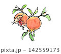 絵手紙風の筆ペンと水彩で描いた木になる柘榴のイラスト 142559173