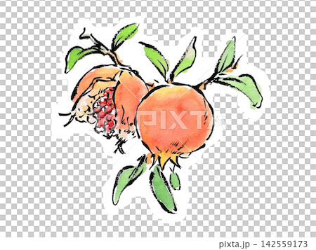 絵手紙風の筆ペンと水彩で描いた木になる柘榴のイラスト 142559173