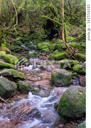屋久島白谷雲水峡 苔むす沢(秋 屋久島白谷雲水峡 苔むす沢(秋 142559183