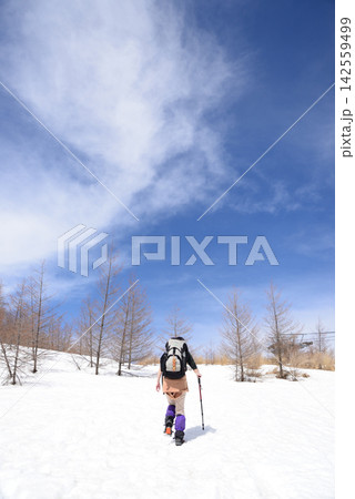 三月末福島県赤面山は雪の中、木々の新芽と青空に春を感じる 142559499