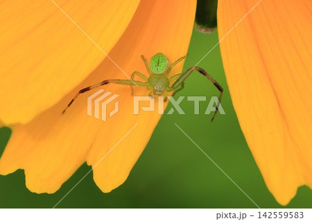 花びらの上で獲物を待つハナグモ 花びらの上で獲物を待つハナグモ 142559583