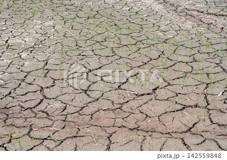 Cracked soil surface of rice field in rural Thailand. El Nino changes weather patterns and can disrupt the usual planting season. Cracked soil surface of rice field in rural Thailand. El Nino changes weather patterns and can disrupt the usual planting season. 142559848