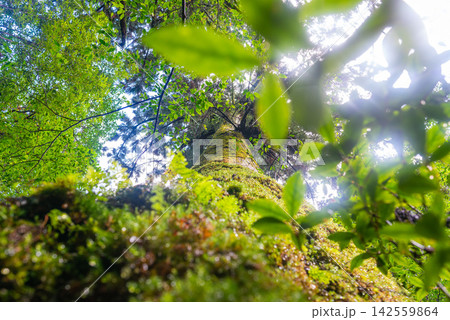 屋久島白谷雲水峡　屋久杉の森(秋　 142559864