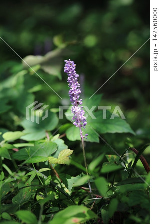ヤブランの花 ヤブランの花 142560000