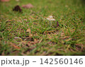 芝生のきのこ 142560146