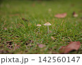 芝生のきのこ 142560147