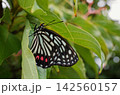 休むアカボシゴマダラ 142560157