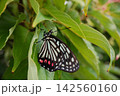 休むアカボシゴマダラ 142560160