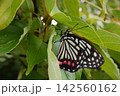 休むアカボシゴマダラ 142560162