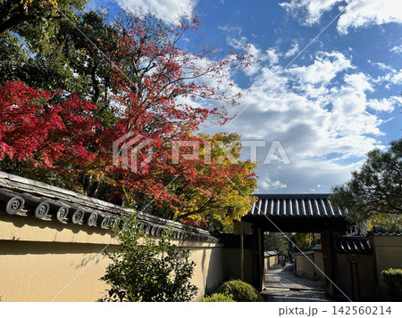 白壁と門が続く寺院の参道と鮮やかな紅葉と青空 白壁と門が続く寺院の参道と鮮やかな紅葉と青空 142560214