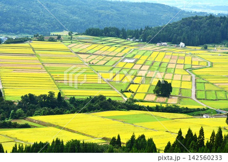 秋の黄金色一面広がる小千谷市池ヶ原田園風景 142560233