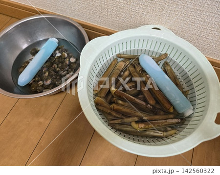 採取したキサゴとマテガイを並べた海産物の写真 採取したキサゴとマテガイを並べた海産物の写真 142560322