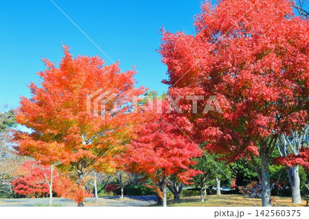 真っ赤に色ずいたイロハモミジの紅葉 142560375