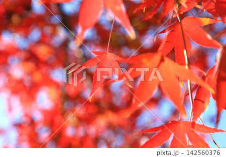 紅葉したモミジの葉 142560376