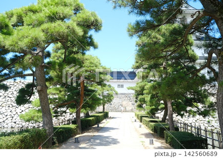 松の並木と城門、日本庭園の参道風景 松の並木と城門、日本庭園の参道風景 142560689