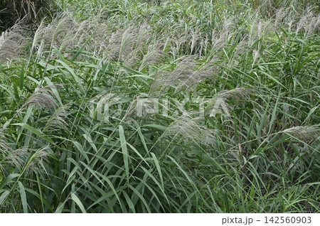 河川敷に群生するツルヨシの花穂 河川敷に群生するツルヨシの花穂 142560903