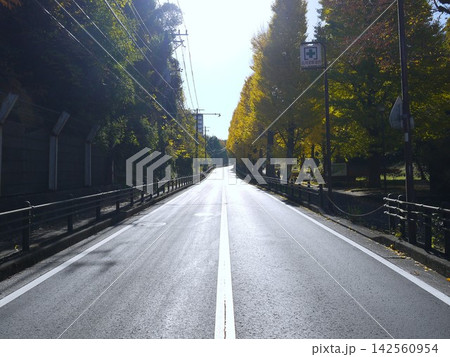 保土ケ谷公園 銀杏坂 保土ケ谷公園 銀杏坂 142560954