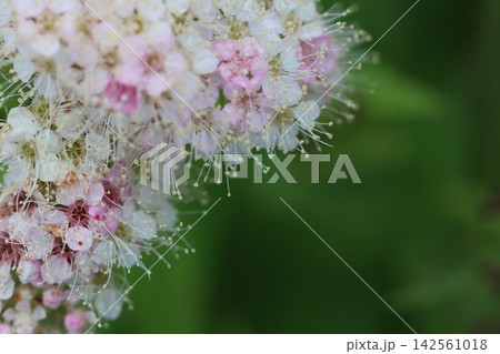 雨に濡れたしもつけの花 雨に濡れたしもつけの花 142561018