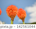 青空とトリトマの花 142561044