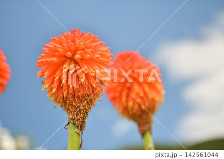 青空とトリトマの花 青空とトリトマの花 142561044