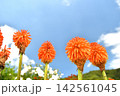 青空とトリトマの花 142561045