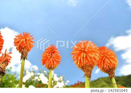 青空とトリトマの花 142561045