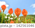 青空とトリトマの花 142561046