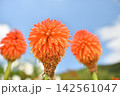 青空とトリトマの花 142561047