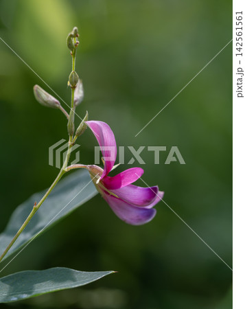 赤紫の萩の花 142561561