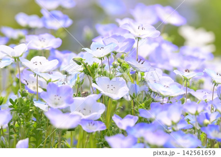 春の花壇に咲くネモフィラの青い花 春の花壇に咲くネモフィラの青い花 142561659