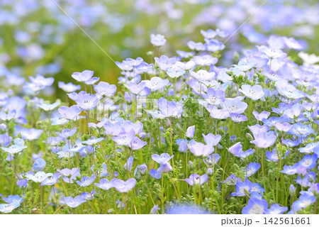春の花壇に咲くネモフィラの青い花 春の花壇に咲くネモフィラの青い花 142561661
