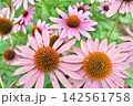 エキナセアの花 142561758
