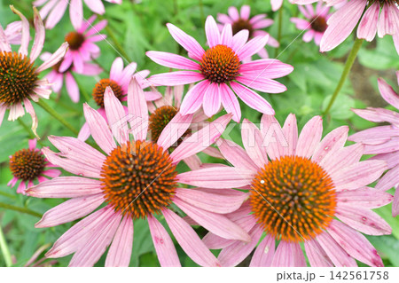 エキナセアの花 142561758
