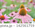 エキナセアの花 142561759